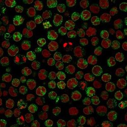 CD79A Antibody (IGA/764), Novus Biologicals:Antibodies:Primary Antibodies