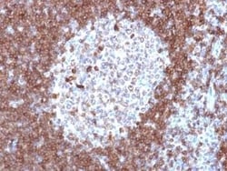 CD79A Antibody (JCB117) - Azide and BSA Free, Novus Biologicals 0.1 mg;