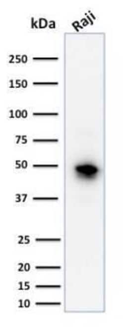 CD79A Antibody (JCB117) - Azide and BSA Free, Novus Biologicals 0.1 mg;