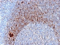 CD79B Mouse anti-Human, Clone: B29/123, Novus Biologicals 20 &mu;g; Unconjugated:Antibodies,
