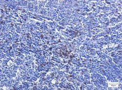 CD8 Rabbit anti-Human, Mouse, Clone: S09-8E7, Novus Biologicals:Antibodies:Primary