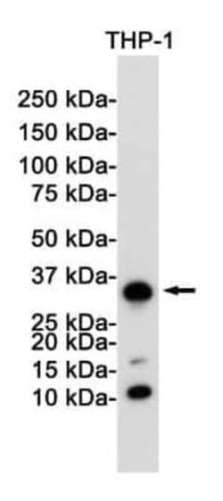 CD8 Rabbit anti-Human, Mouse, Clone: S09-8E7, Novus Biologicals:Antibodies:Primary