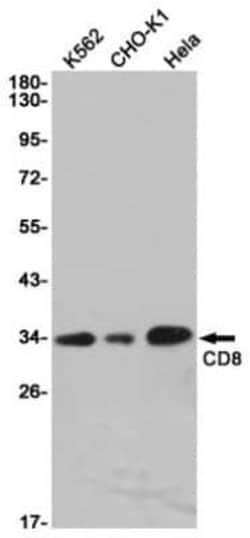 CD8 Rabbit anti-Human, Mouse, Clone: S09-8E7, Novus Biologicals:Antibodies:Primary