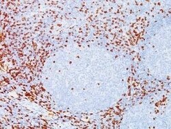 CD8 Antibody (C8/144B) - Azide and BSA Free, Novus Biologicals 0.1 mg | Buy Online | Novus Biologicals | Fisher Scientific
