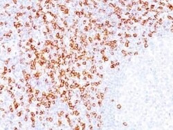 CD8 Antibody (C8/144B) - Azide and BSA Free, Novus Biologicals 0.1 mg | Buy Online | Novus Biologicals | Fisher Scientific