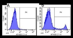 CD8 Antibody (YTS 105.18) - Chimeric - Azide and BSA Free, Novus Biologicals:Antibodies:Primary