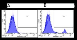 CD8 beta Antibody (YTS 156.7.7) - Chimeric - Azide and BSA Free, Novus Biologicals 0.025 mg | Buy Online | Novus Biologicals | Fisher Scientific