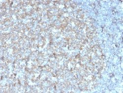 CD81 Antibody (rC81/3442) - Azide and BSA Free, Novus Biologicals 100 &mu;g | Buy Online | Novus Biologicals | Fisher Scientific
