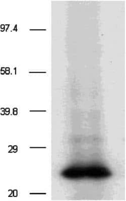 CD9 Mouse anti-Human, Clone: TS9, Novus Biologicals:Antibodies:Primary