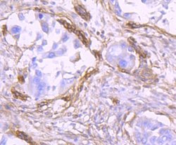 CD90/Thy1 Antibody (JF10-09), Novus Biologicals 100 &mu;L | Buy Online | Novus Biologicals | Fisher Scientific