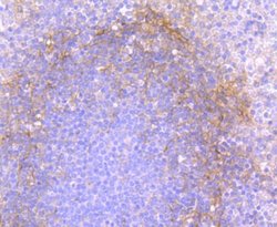 CD90/Thy1 Antibody (JF10-09), Novus Biologicals 100 &mu;L | Buy Online | Novus Biologicals | Fisher Scientific