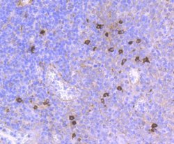 CD90/Thy1 Antibody (JF10-09), Novus Biologicals 100 &mu;L | Buy Online | Novus Biologicals | Fisher Scientific