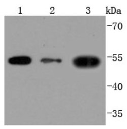 CD90/Thy1 Antibody (JF10-09), Novus Biologicals 100 &mu;L | Buy Online | Novus Biologicals | Fisher Scientific
