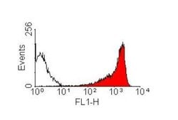 CD90/Thy1 Antibody (OX-7) - BSA Free, Novus Biologicals CD90/Thy1 Antibody;