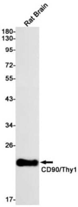 CD90/Thy1 Antibody (S09-6G7), Novus Biologicals 100 &mu;g; Unconjugated:Antibodies,