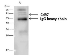 CD97 Antibody, Novus Biologicals 50 &mu;g; Unconjugated:Antibodies, Polyclonal