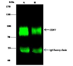 CD97 Antibody, Novus Biologicals:Anticorps:Anticorps primaires
