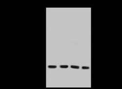 CD97 Antibody, Novus Biologicals 50 &mu;g; Unconjugated:Antibodies, Polyclonal