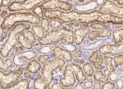 CD98 Rabbit anti-Human, Clone: 71, Novus Biologicals:Antibodies:Primary