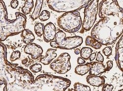 CD98 Rabbit anti-Human, Clone: 71, Novus Biologicals:Antibodies:Primary