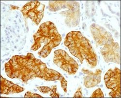 CD98 Antibody (1C11.7E3) - Azide and BSA Free, Novus Biologicals 0.1 mg;