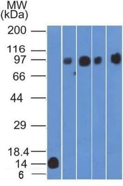 CD98 Antibody (1C11.7E3) - Azide and BSA Free, Novus Biologicals 0.1 mg;