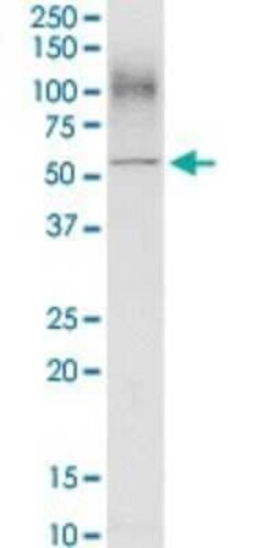 Novus Biologicals CD98 Antibody, Novus Biologicals 0.1 mg | Buy Online | Novus Biologicals&trade; | Fisher Scientific