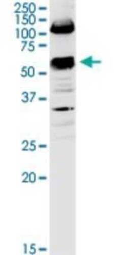 Novus Biologicals CD98 Antibody, Novus Biologicals 0.1 mg | Buy Online | Novus Biologicals&trade; | Fisher Scientific