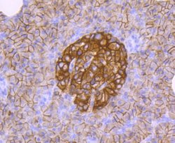 CD99 Rabbit anti-Human, Clone: JF0991, Novus Biologicals 100&mu;L:Antibodies,