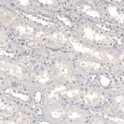 CD99 Antibody (CL12929), Novus Biologicals 25 &mu;g; Unconjugated:Anticorps,