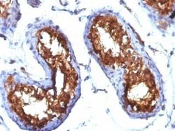 CD99 Antibody (MIC2/877), Novus Biologicals 0.1mg; Unlabeled:Antibodies,
