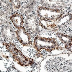 Human CD9 Antibody, R D Systems:Antibodies:Primary Antibodies