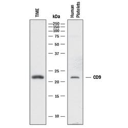 Human CD9 Antibody, R D Systems:Antibodies:Primary Antibodies