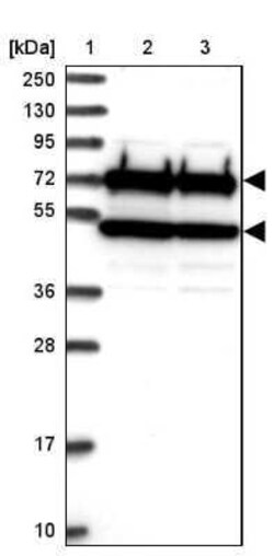 CDC16 Antibody, Novus Biologicals 25 &mu;L | Buy Online | Novus Biologicals | Fisher Scientific