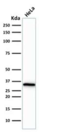 CDC2/CDK1 Antibody (CDK1/873), Novus Biologicals:Antibodies:Primary Antibodies