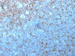 Novus Biologicals CDC2/CDK1 Antibody (POH-1; same as cdc2.1) - Azide and