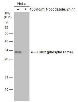 CDC2/CDK1, p Thr14 Antibody, Novus Biologicals 100 &mu;g | Buy Online | Novus Biologicals | Fisher Scientific