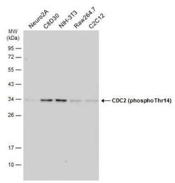 CDC2/CDK1, p Thr14 Antibody, Novus Biologicals 100 &mu;g | Buy Online | Novus Biologicals | Fisher Scientific