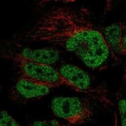 CDC25A Rabbit anti-Human, Polyclonal, Novus Biologicals 25 &mu;g | Buy Online | Novus Biologicals | Fisher Scientific