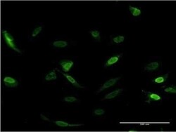 CDC2L6 Antibody (8B6), Novus Biologicals 0.1 mg | Buy Online | Novus Biologicals | Fisher Scientific