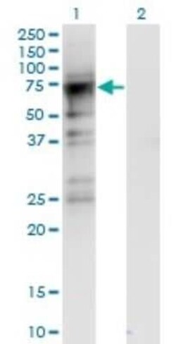 CDC2L6 Antibody (8B6), Novus Biologicals 0.1 mg | Buy Online | Novus Biologicals | Fisher Scientific