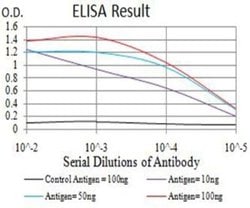 CDC37 Antibody (6B3B7) - BSA Free, Novus Biologicals:Antibodies:Primary