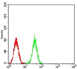 CDC37 Antibody (6B3B7) - BSA Free, Novus Biologicals:Antibodies:Primary