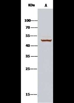 CDC37 Antibody, Novus Biologicals:Antibodies:Primary Antibodies