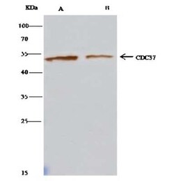 CDC37 Antibody, Novus Biologicals:Antibodies:Primary Antibodies