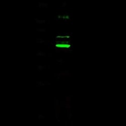 CDC37 Antibody, Novus Biologicals:Antibodies:Primary Antibodies