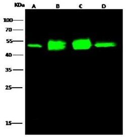 CDC37 Antibody, Novus Biologicals:Antibodies:Primary Antibodies