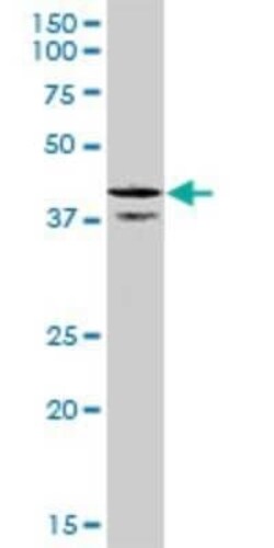 CDC37L1 Antibody (1D4), Novus Biologicals 0.1 mg | Buy Online | Novus Biologicals | Fisher Scientific