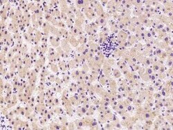CDC37L1 Antibody, Novus Biologicals 100 &mu;g, Unconjugated:Antibodies,