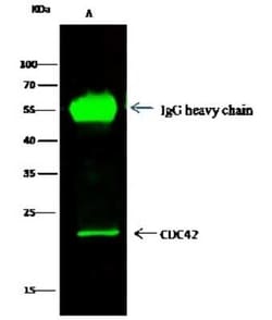 CDC42 Antibody, Novus Biologicals 100 &mu;g, Unconjugated:Antibodies, Polyclonal